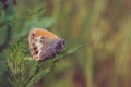 The pearly heath butterfly Royalty Free Stock Photo