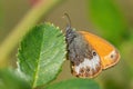 Pearly Heath butterfly - Coenonympha arcania