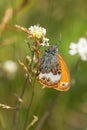 Pearly Heath butterfly - Coenonympha arcania Royalty Free Stock Photo