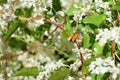 Pearly-heath-Butterfly Royalty Free Stock Photo