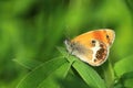 Pearly heath butterfly Royalty Free Stock Photo