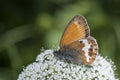 Pearly Heath (Coenonympha arcania) butterfly Royalty Free Stock Photo