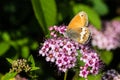 Pearly Heath Royalty Free Stock Photo