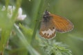 Pearly Heath butterfly resting on grass stalk Royalty Free Stock Photo