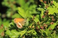 Pearly heath Royalty Free Stock Photo