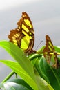 Pearly malachite green and brown butterfly on leaf looking at camera