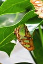 Pearly malachite green and brown butterfly upside down on leaf