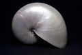 Pearly Nautilus Royalty Free Stock Photo