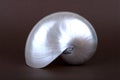 Pearly Nautilus Sea Shell upright Royalty Free Stock Photo