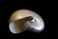 Pearly nautilus shell isolated on black. Royalty Free Stock Photo