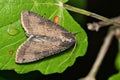 Pearly underwing moth (Peridroma saucia) insect on leaf. Royalty Free Stock Photo