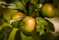 Pearmain apples on tree