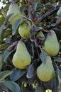 Pears Royalty Free Stock Photo