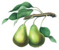 Pears