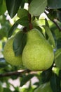 Pears Royalty Free Stock Photo