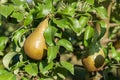Pears in apple tree Royalty Free Stock Photo
