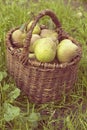 Pears in basket Royalty Free Stock Photo