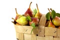 Pears in a basket Royalty Free Stock Photo