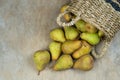 Pears on a wooden background. Fruit harvest. Autumn still life. Pear variety Bera Conference. Royalty Free Stock Photo