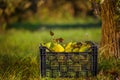 Pears in a black plastic box, taken by hand. Royalty Free Stock Photo