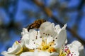 Pears blossoms with butine bee Royalty Free Stock Photo