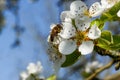 Pears blossoms with butine bee Royalty Free Stock Photo