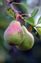 Pears on branch