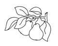 Pears on branch contour simple illustration. Hand drawn doodle clipart of garden fruit with leaves. Black botanic print element