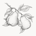 Pears on branch engraving Royalty Free Stock Photo