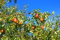 Pears on a branch