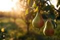 pears on a branch in the garden. pears ripen on the tree. pears in raindrops close-up on a branch. background with pears