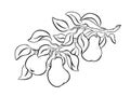 Pears on branch with leaves, black sketch. Hand drawn contour clipart of garden fruit. Graphic illustration for farm product