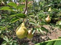 pears on a branch. Several fruit fruits, ready to be harvested and consumed. Garden plants. Ripe pear in the garden or farm Royalty Free Stock Photo