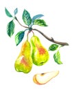 Pears on a branch and a slice of pear, watercolor