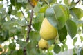 Pears in the branches of it`s tree