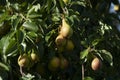 Pears bunch on branch of tree, first autumn harvest, fresh fruits, eco gardening. Healthy living Royalty Free Stock Photo