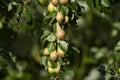 Pears bunch on branch of tree, first autumn harvest, fruits, eco gardening. Healthy living. Close up