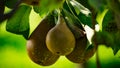 Pears fruit biologic natural on the plant Royalty Free Stock Photo