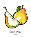 Pears fruit vector isolate Pear whole chopped quarter cut slice leaf hand drawn illustration vegetarian icon logo sketch