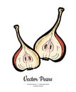 Pears fruit vector isolate. Red pear whole chopped half cut slice hand drawn illustration vegetarian icon logo sketch Royalty Free Stock Photo