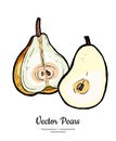 Pears fruit vector isolate. Yellow pear whole chopped half cut slice hand drawn illustration vegetarian icon logo sketch Royalty Free Stock Photo