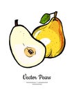 Pears fruits vector isolate. Pear whole chopped half cut slice leaf hand drawn illustration vegetarian icon logo sketch