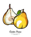 Pears fruits vector isolate. Pear whole chopped half cut slice leaf hand drawn illustration vegetarian icon logo sketch