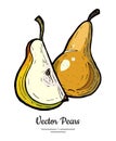 Pears fruits vector isolate. Green pear whole chopped quarter slice hand drawn illustration vegetarian icon logo sketch