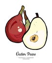 Pears fruits vector isolate. Red pear whole chopped half cut slice hand drawn illustration vegetarian icon logo sketch Royalty Free Stock Photo