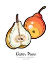 Pears fruits vector isolate. Red pear whole chopped half cut slice hand drawn illustration vegetarian icon logo sketch