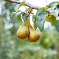 Pears grow on tree. 2 ripe pears grow on tree in garden. Delicious ripe pear fruits during autumn harvest at farm in orchard. Royalty Free Stock Photo