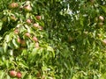 ..Pears grow on a tree. Ripe and juicy fruits. Harvesting. Vegetarianism. Gardening