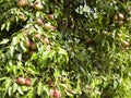 ..Pears grow on a tree. Ripe and juicy fruits. Harvesting. Vegetarianism. Gardening