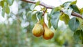 Pears grow on tree. 2 ripe pears grow on tree in garden. Delicious ripe pear fruits during autumn harvest at farm in Royalty Free Stock Photo
